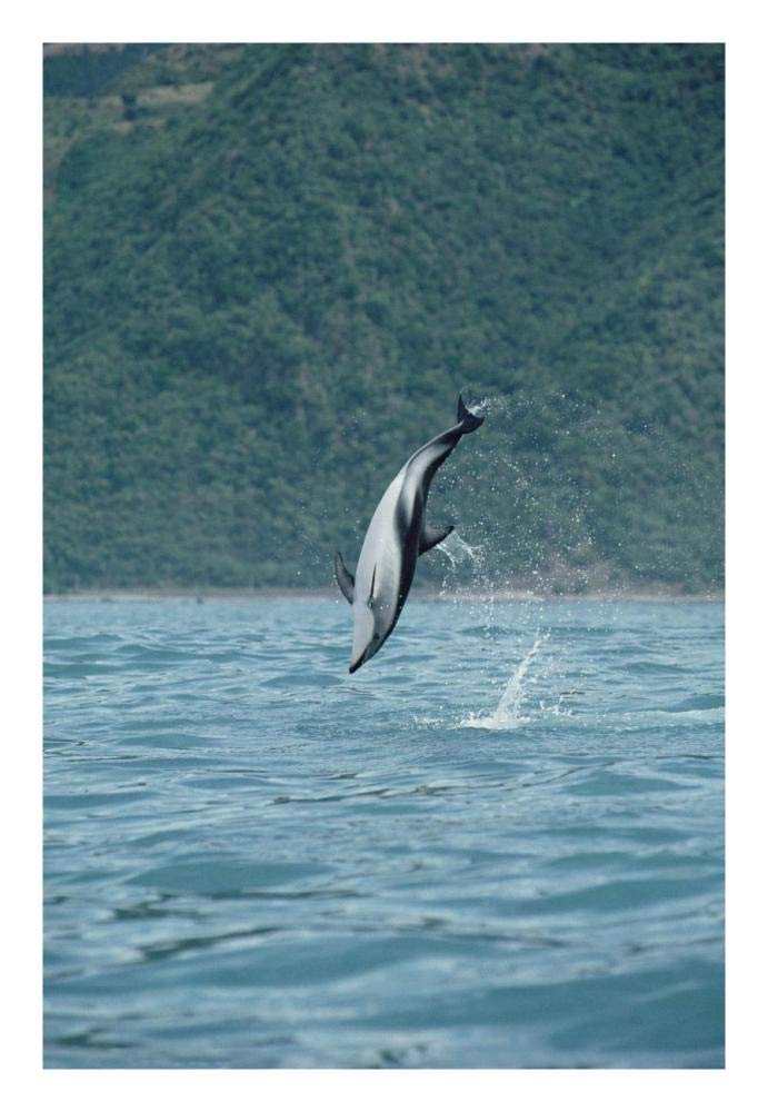 Dusky Dolphin jumping, Kaikoura, New Zealand-Paper Art-18x26”