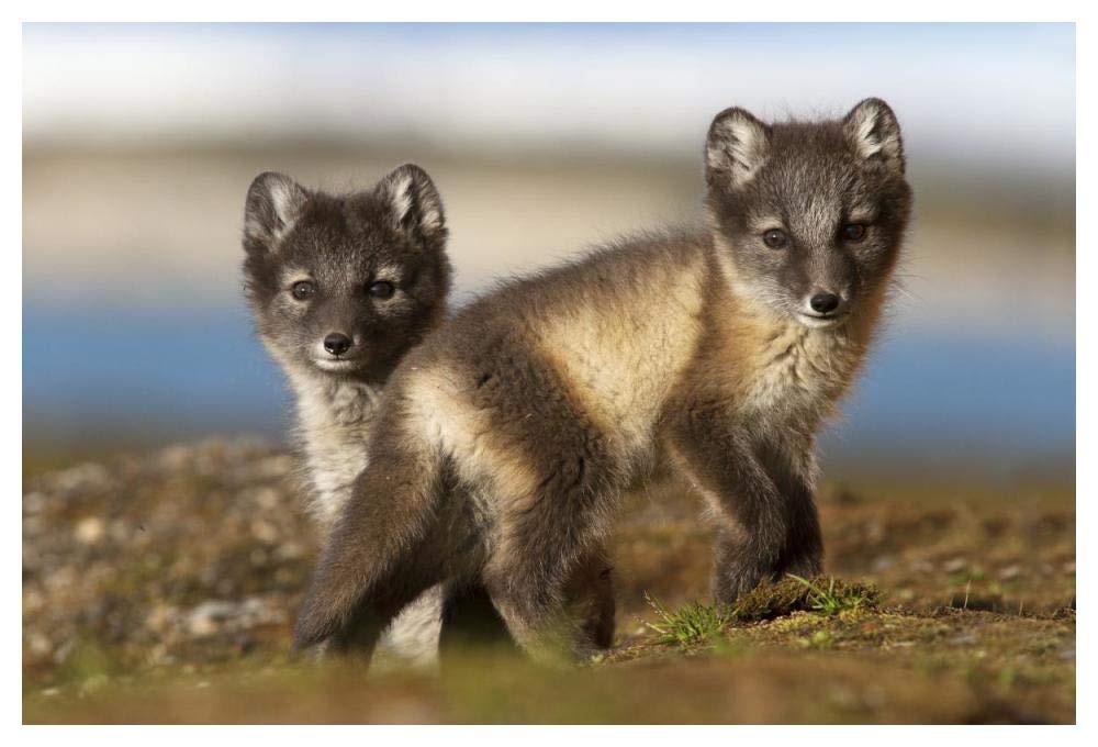 Two Arctic Fox kits on the tundra, Svalbard,Norway-Paper Art-50x34”