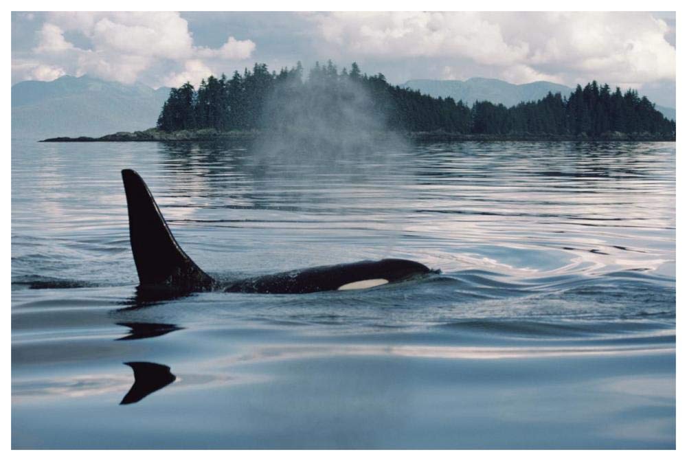 Orca surfacing, Johnstone Strait, British Columbia, Canada-Paper Art-62x42”