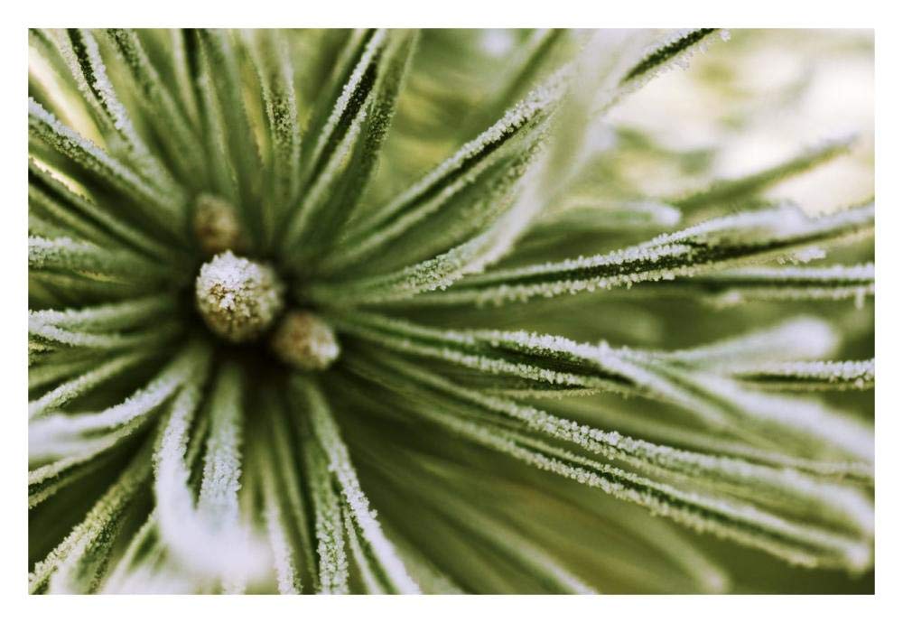 Scotch Pine close up, Europe-Paper Art-32x22”