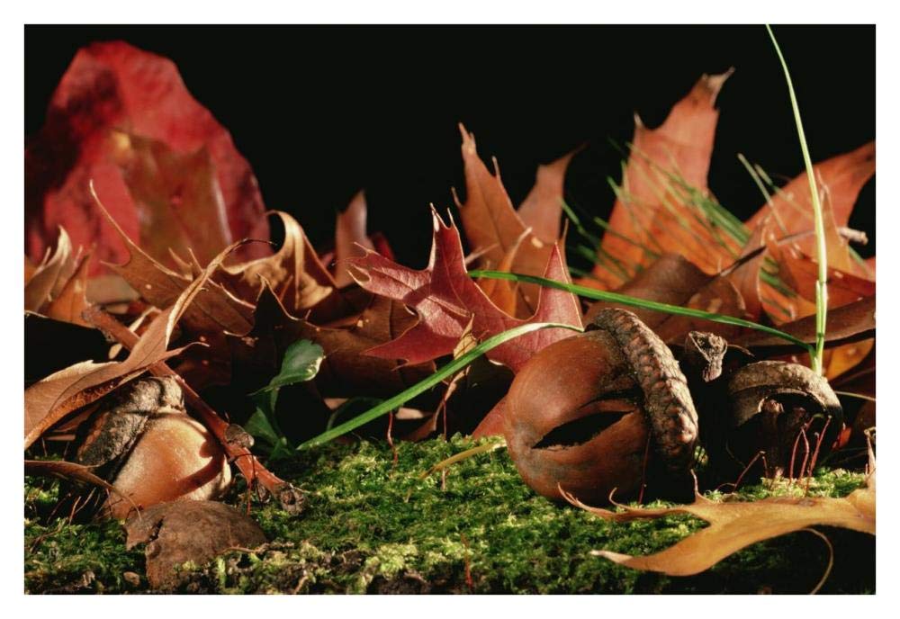 Northern Red Oak tree with acorns, Massachusetts-Paper Art-38x26”