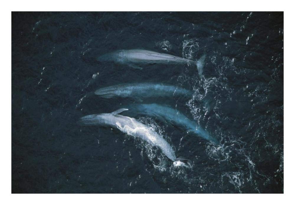 Blue Whale pod surfacing, endangered, Santa Barbara Channel, California-Paper Art-26x18”
