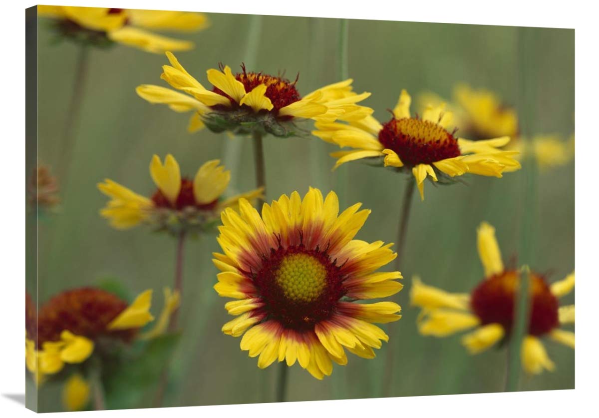 Indian Blanket flowers North America-Canvas Art-40x30″