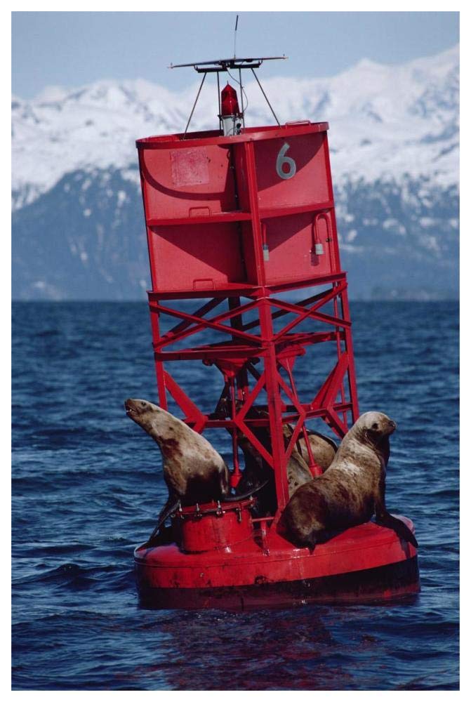 Oil stained Stellers Sea Lions, Exxon Valdez Oil Spill, Prince William Sound, Alaska-Paper Art-42x62”