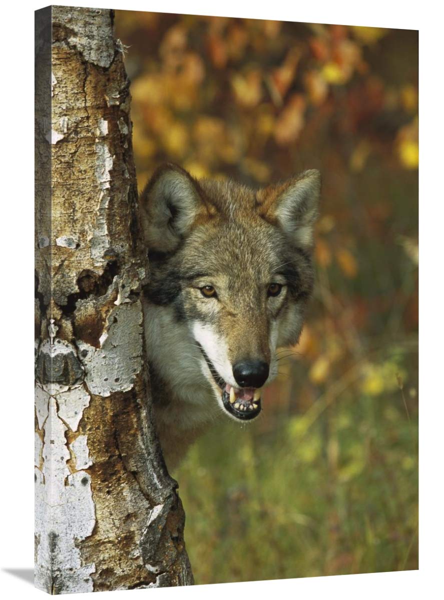 Timber Wolf portrait peering out from behind a tree, Teton Valley, Idaho-Canvas Art-20x30”