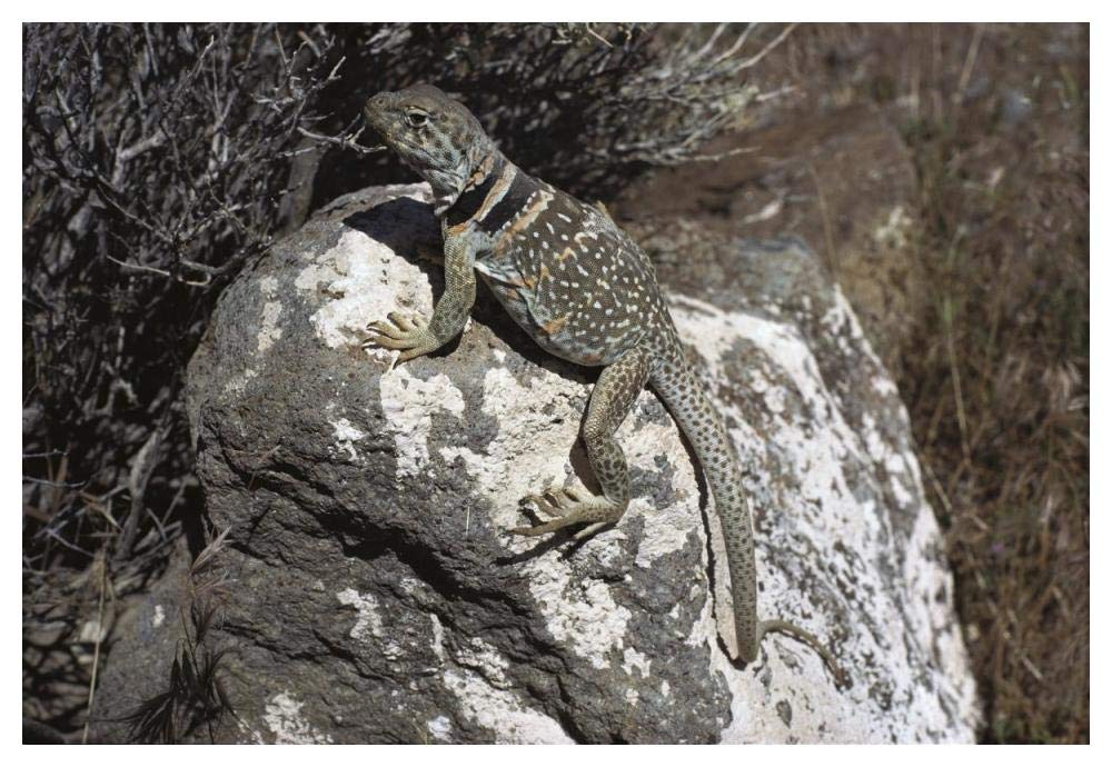 Collared Lizard sunning itself on a rock, Mojave Desert, California-Paper Art-50x34”