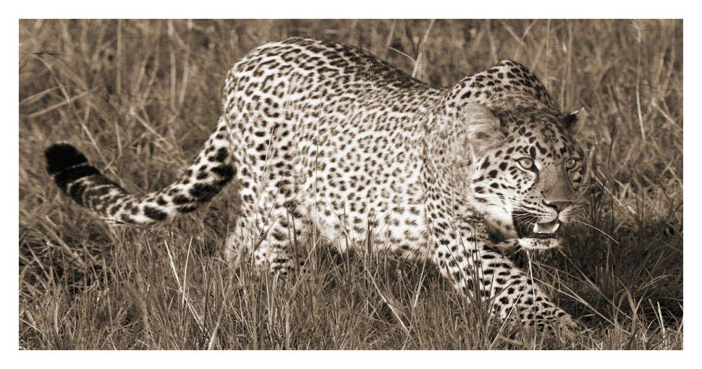 Leopard hunting-Paper Art-38x20”