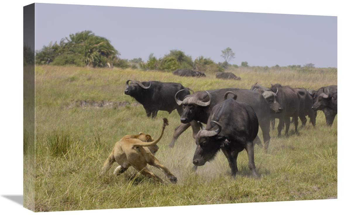 African Lion evading retaliation by Cape Buffalo herd, Africa-Canvas Art-24x16”