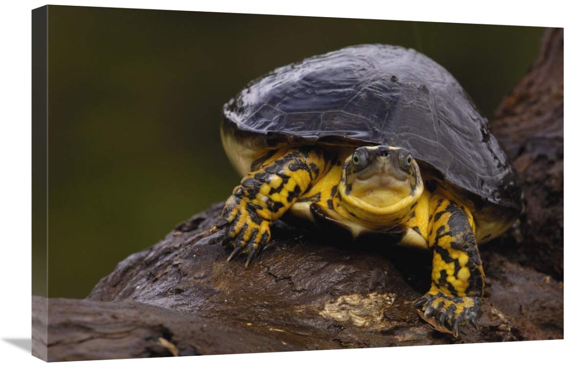 Colombian Wood Turtle portrait, Amazon, Ecuador-Canvas Art-30x20”