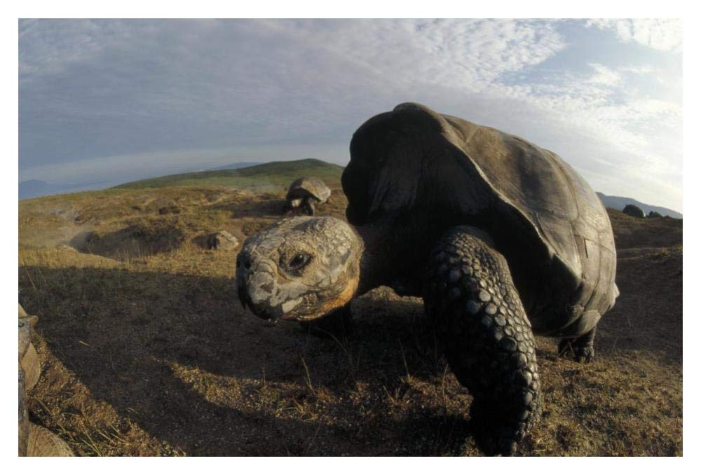 Galapagos Giant Tortoises on caldera rim, Alcedo Volcano, Galapagos Islands-Paper Art-20x14”