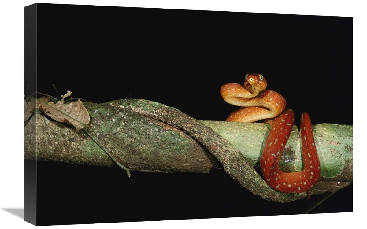 Emerald Tree Boa juvenile, Iwokrama Reserve, Guyana-Canvas Art-24x16”