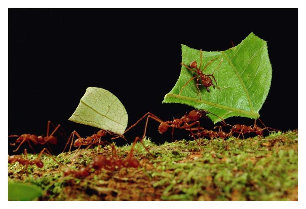 Leafcutter Ant workers carrying leaves to nest, French Guiana-Paper Art-20x14”