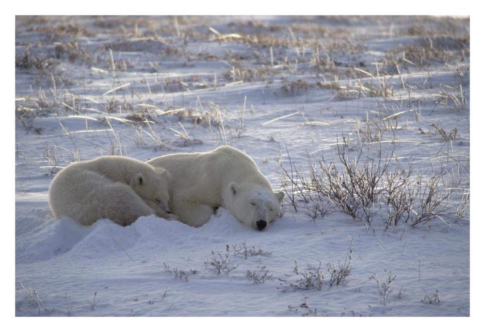 Polar Bear and cub near, Hudson Bay, Canada-Paper Art-32x22”