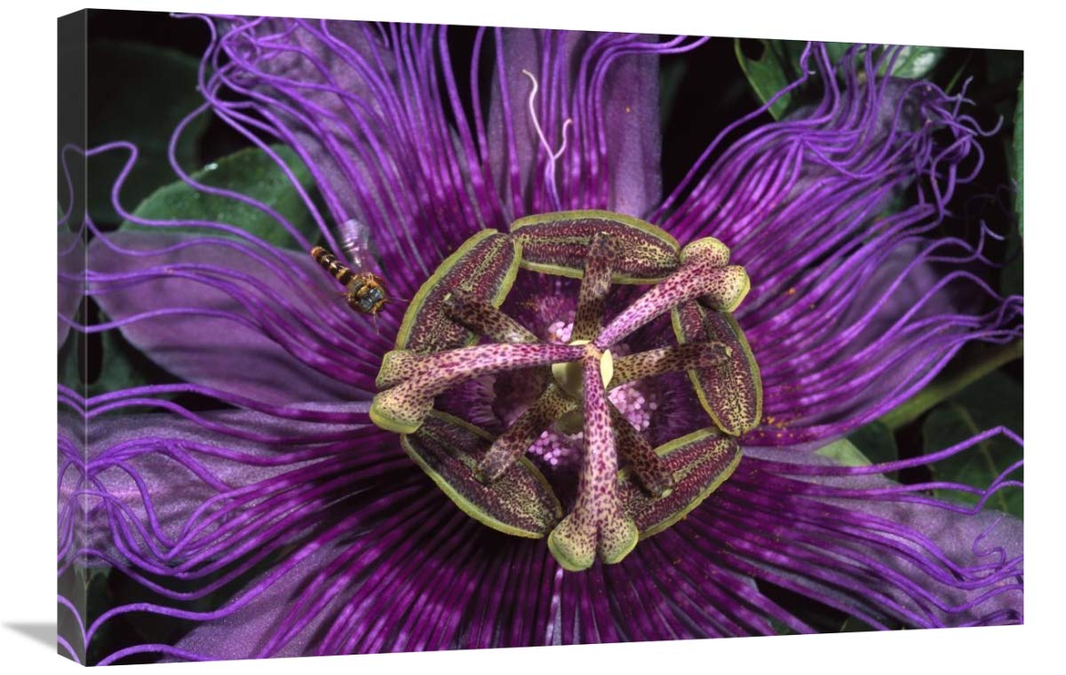 Bee on flowering wild Passion Flower , Cerrado habitat, Brazil-Canvas Art-30x20”