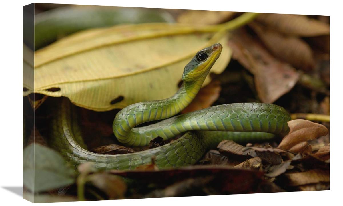 Mountain Sipo coiled among leaf litter, Mindo cloud forest, Ecuador-Canvas Art-24x16”