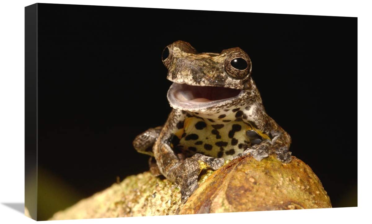 Marbled Tree Frog portrait, Amazon rainforest, Ecuador-Canvas Art-24x16”