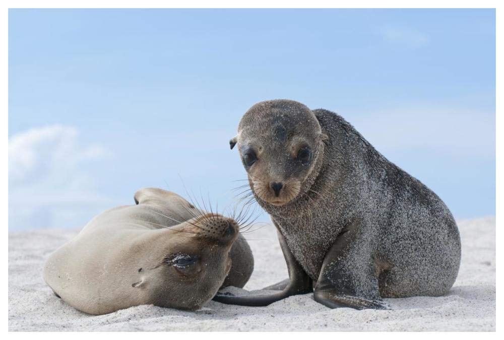 Galapagos Sea Lion female and pup, Galapagos Islands, Ecuador-Paper Art-62x42”
