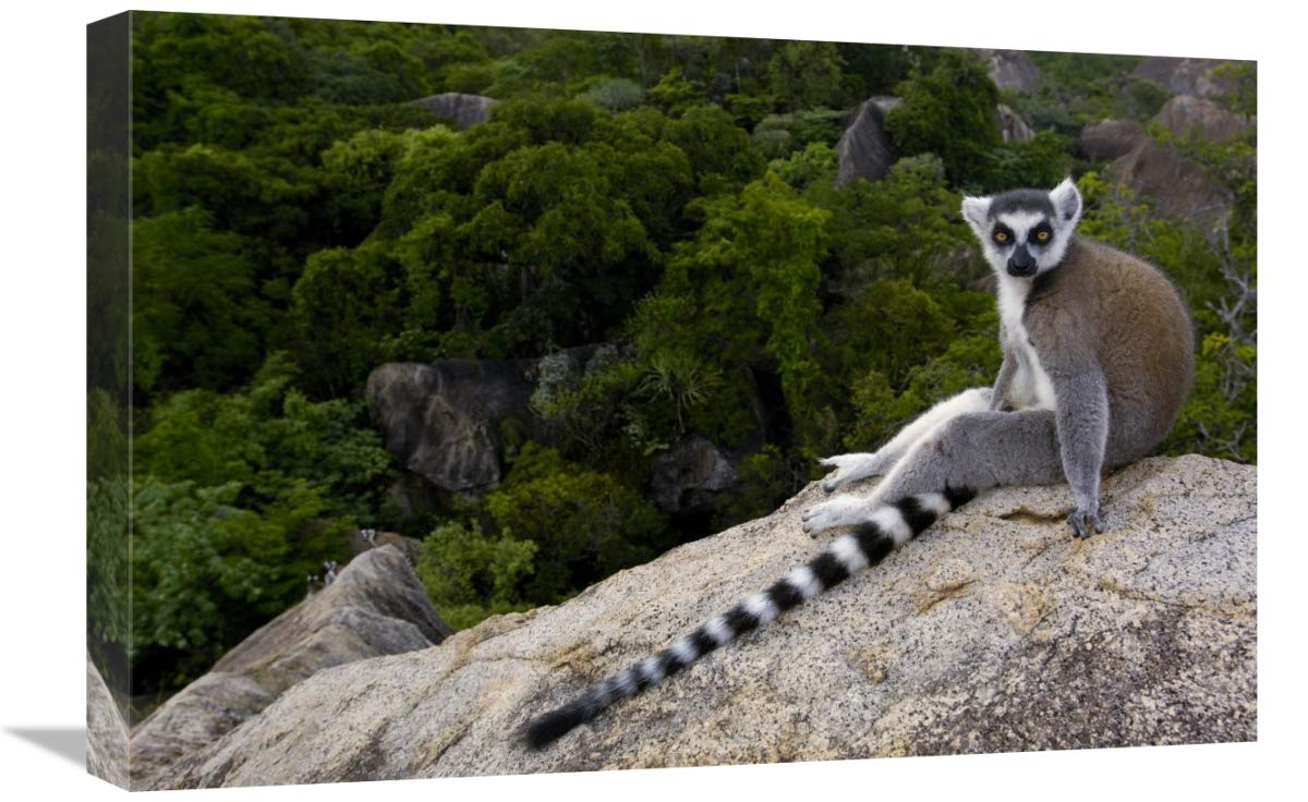Ring-tailed Lemur resting on rocks in the Andringitra Mountains, Madagascar-Canvas Art-24x16”