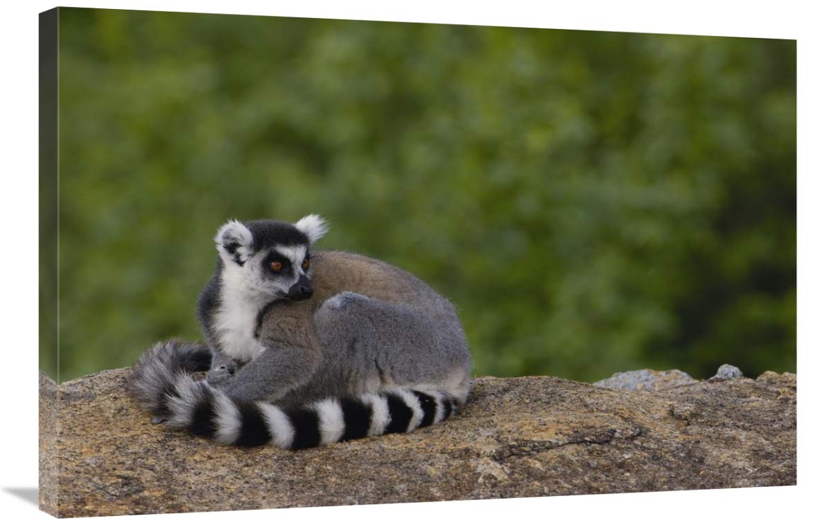 Ring-tailed Lemur resting on rocks in the Andringitra Mountains, Madagascar-Canvas Art-36x24”