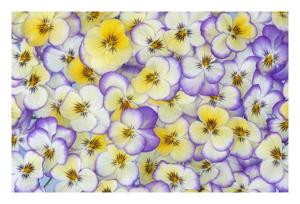 Violet flowers in white, yellow and purple, Europe and North America-Paper Art-26x18”