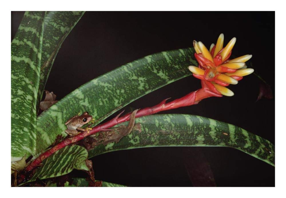 Frog on Guzmania Bromeliad western lowlands, Colombia-Paper Art-26x18”