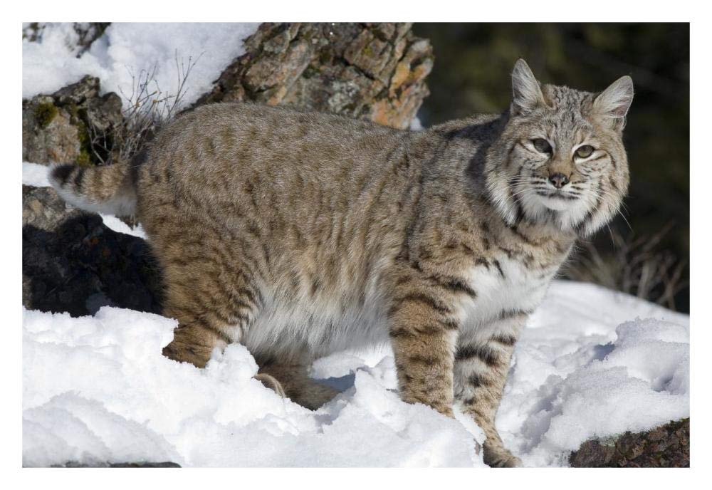 Bobcat in the snow, Kalispell, Montana-Paper Art-32x22”