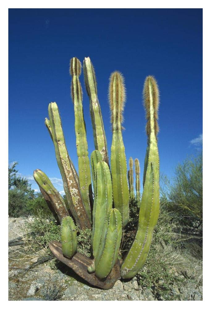 Old Man Cactus in Sonoran desert landscape, Baja California, Mexico-Paper Art-26x38”