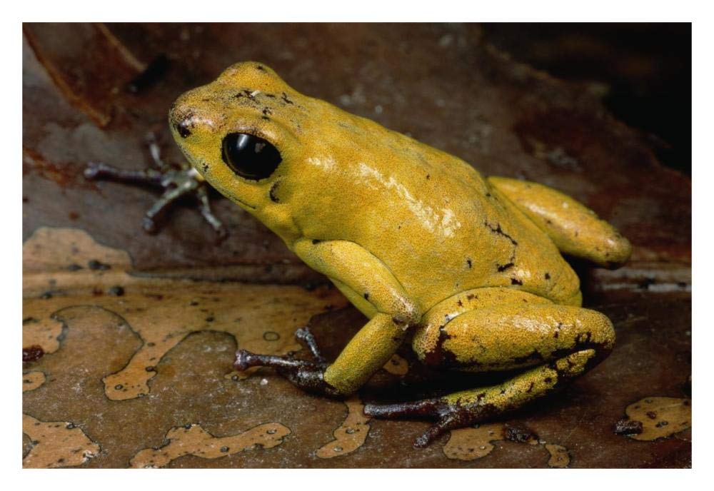 Black-legged Poison Dart Frog, Colombia-Paper Art-32x22”