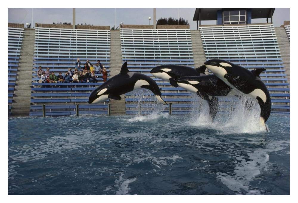 Orca trio jumping, Sea World, San Diego, California-Paper Art-38x26”