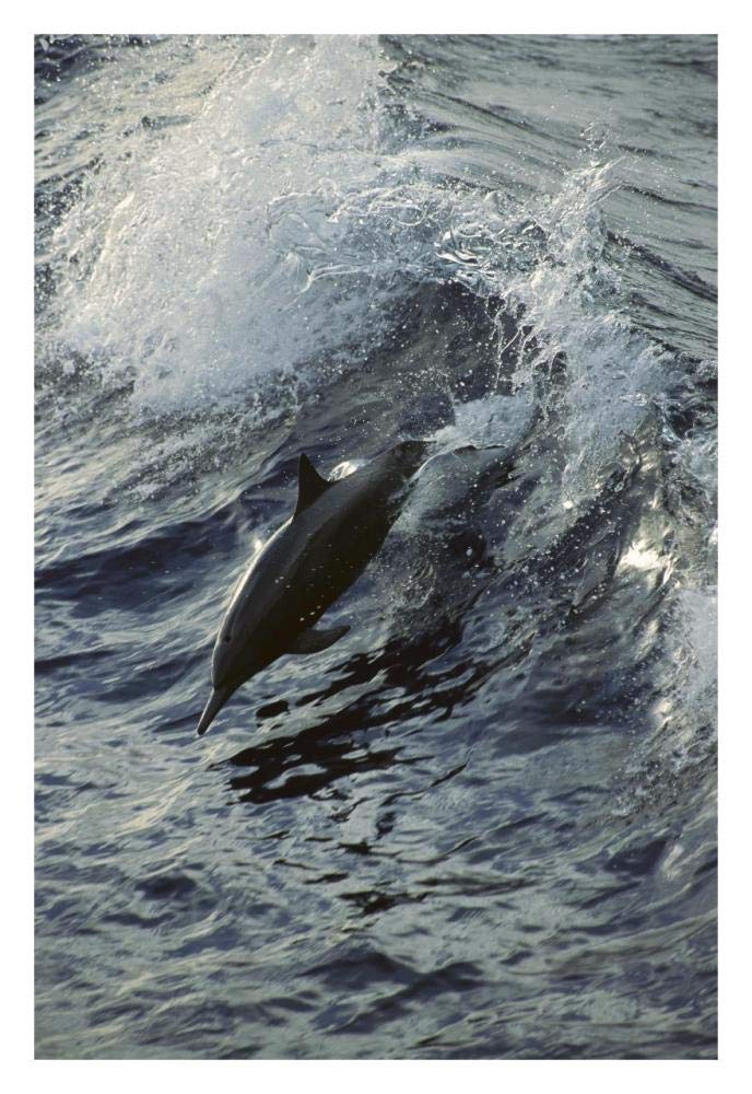 Spinner Dolphin jumping, between Panama and Cocos Island, tropical Eastern Pacific Ocean-Paper Art-22x32”