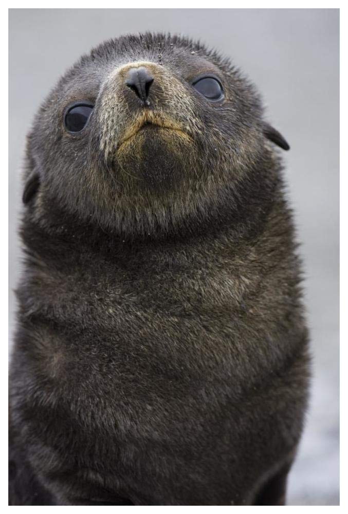 Antarctic Fur Seal 1 to 2 week old pup, Salisbury Plain, South Georgia-Paper Art-42x62”