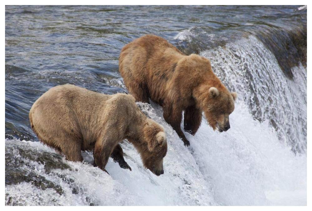 Grizzly Bear males waiting for salmon at Brooks Falls, Katmai National Park, Alaska-Paper Art-62x42”