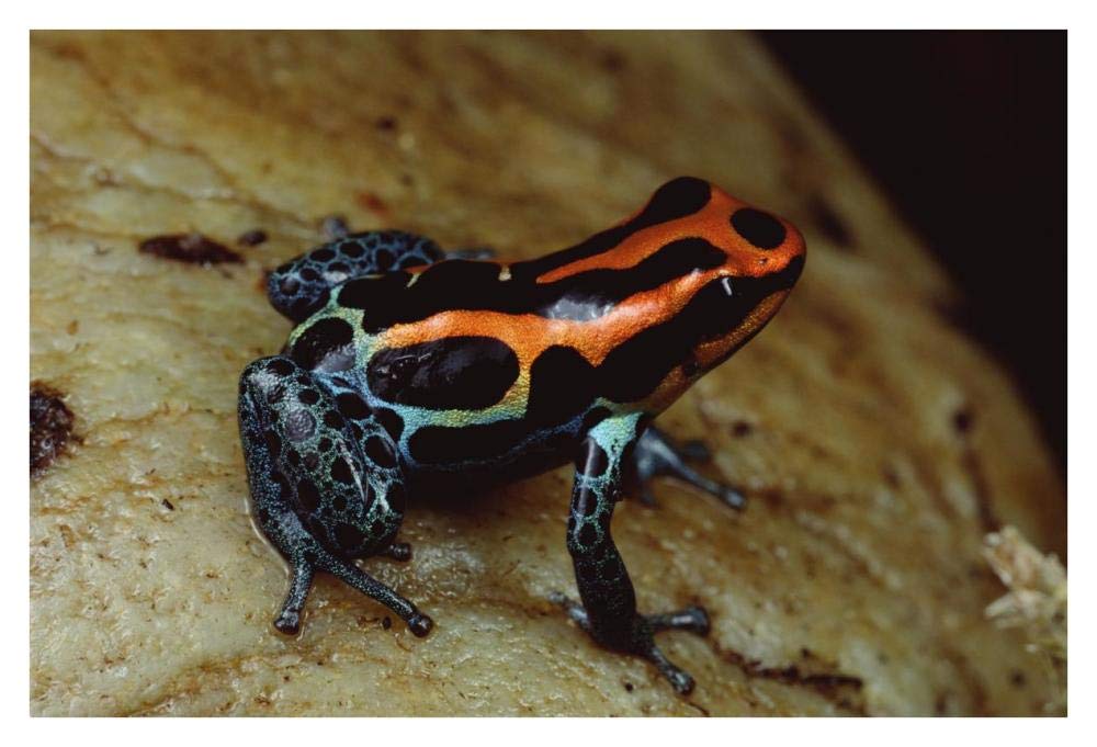 Rio Madeira Poison Frog, Peruvian lowlands-Paper Art-38x26”