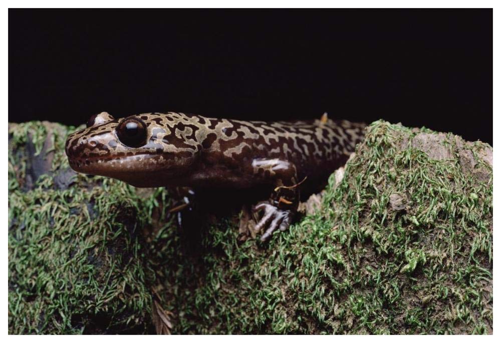 Pacific Giant Salamander on mossy rock, central California-Paper Art-62x42”