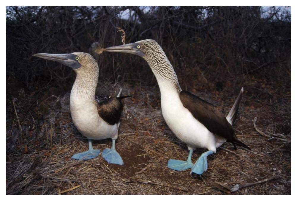 Blue-footed Booby pair courting,  Galapagos Islands, Ecuador-Paper Art-50x34”