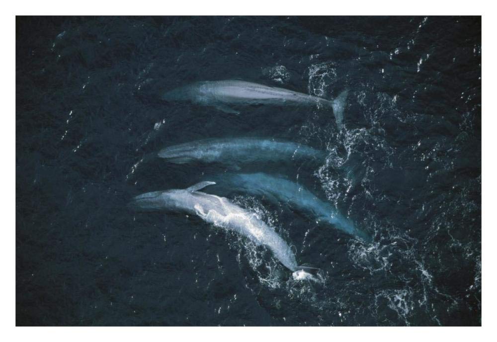 Blue Whale pod surfacing, endangered, Santa Barbara Channel, California-Paper Art-32x22”