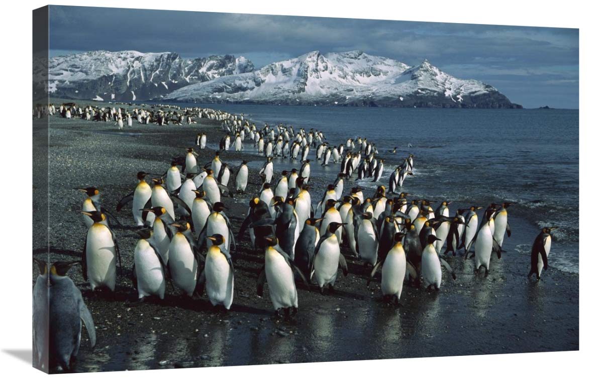 King Penguin colony along shoreline, Bay of Isles, South Georgia Island-Canvas Art-30x20”