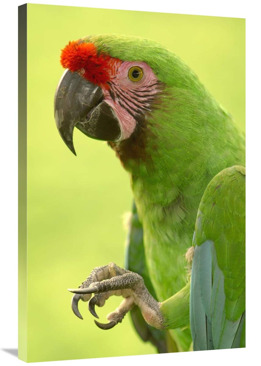 Military Macaw portrait, Amazon rainforest, Ecuador-Canvas Art-24x36”
