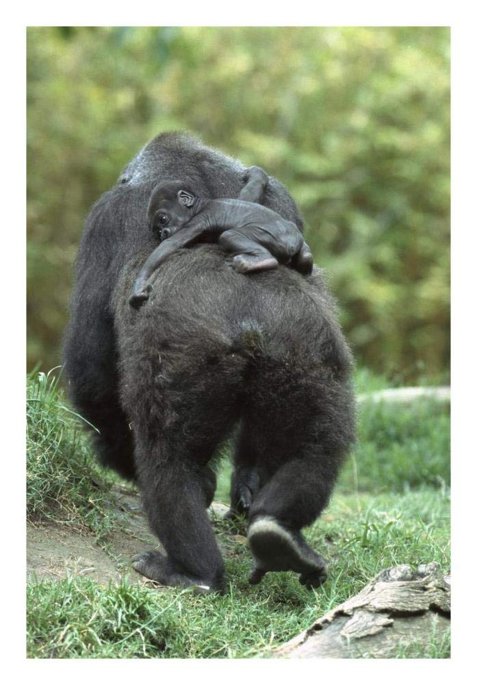 Western Lowland Gorilla mother walking away with 48 day old baby on back, native to Africa-Paper Art-18x26”