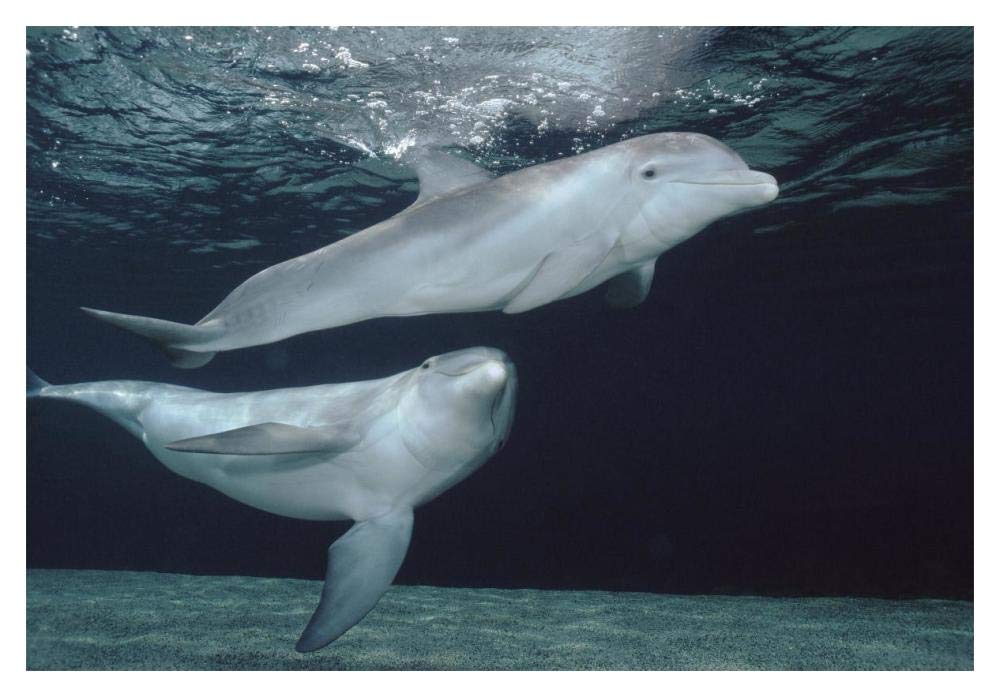 Bottlenose Dolphin underwater pair, Hawaii-Paper Art-20x14”
