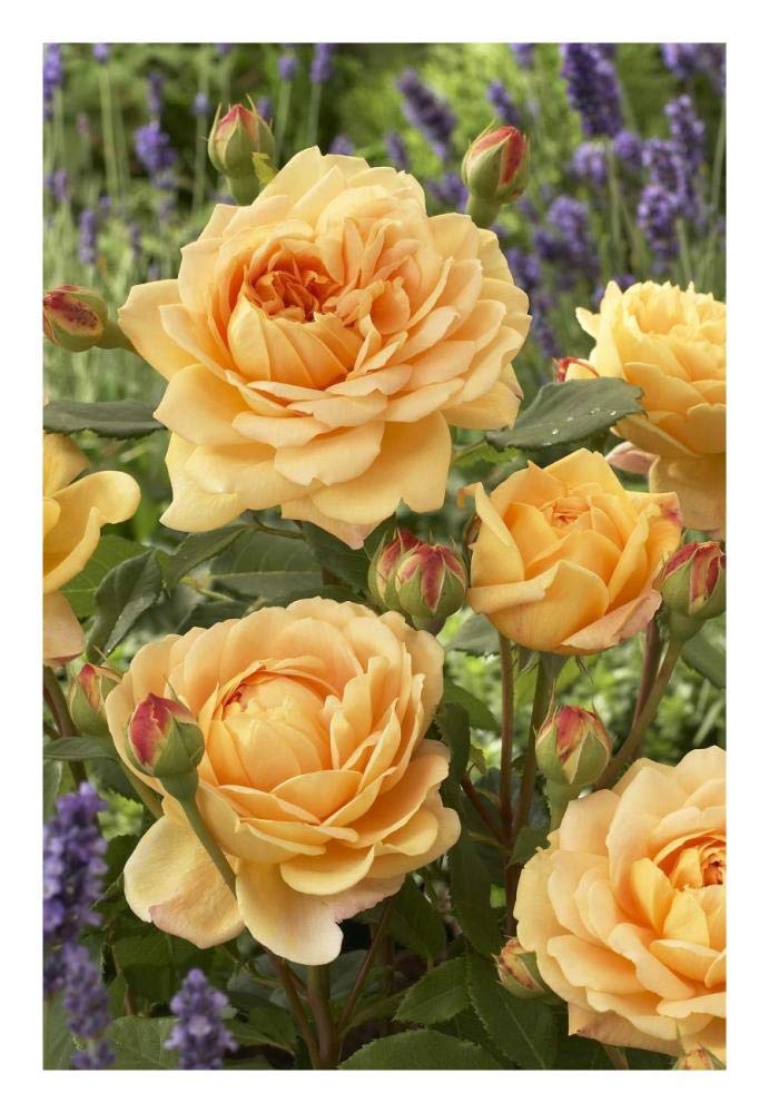 Rose golden celebration variety flowers-Paper Art-18x26”
