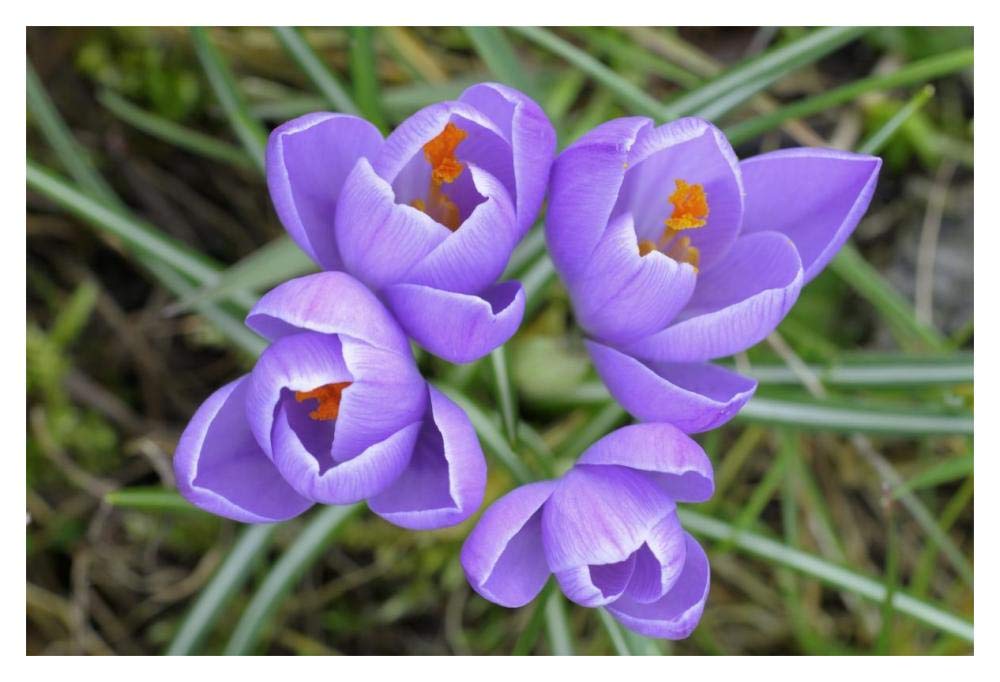Spring Crocus-Paper Art-20x14”