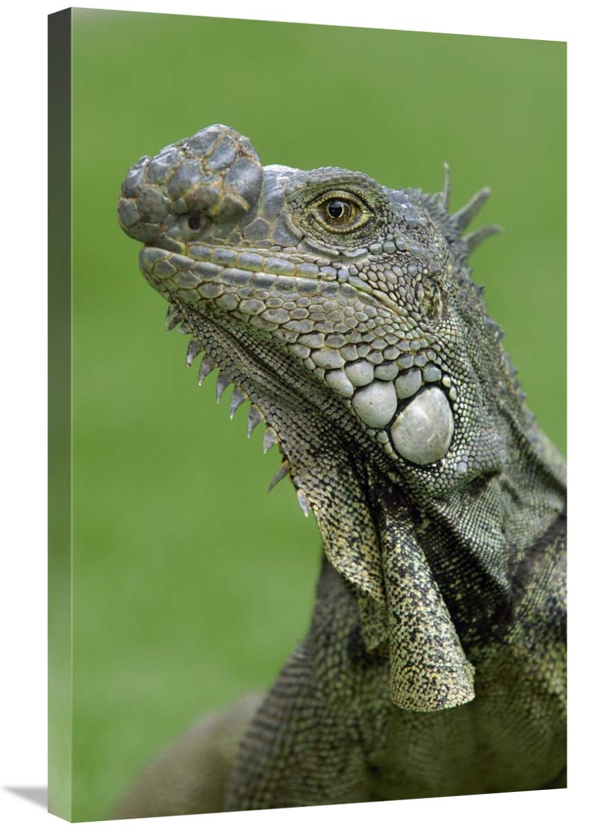 Green Iguana, Seminario Park, Guayaquil, Ecuador-Canvas Art-20x30”