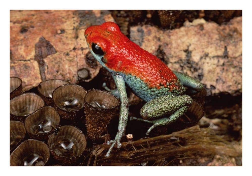Granular Poison Dart Frog on birds nest fungus, Corcovado NP, Costa Rica-Paper Art-26x18”