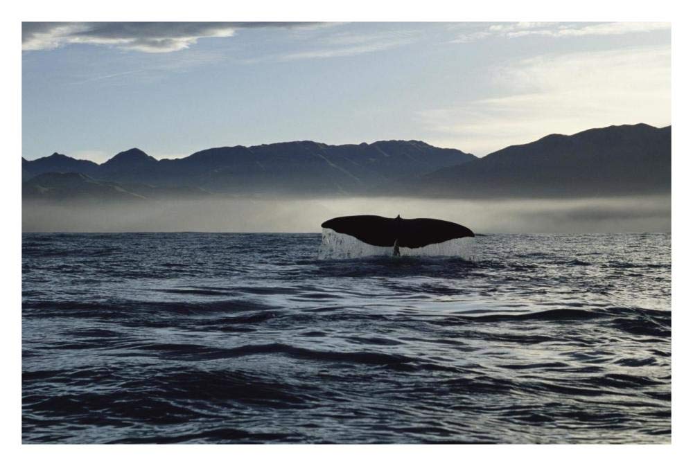 Sperm Whale tail, New Zealand-Paper Art-32x22”