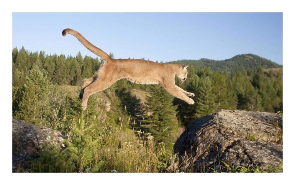 Mountain Lion jumping, Montana. Sequence 1 of 2-Paper Art-24x15”