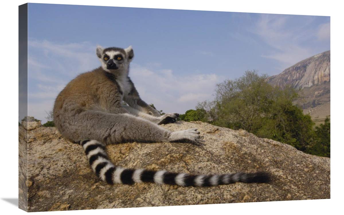 Ring-tailed Lemur portrait on rocks in the Andringitra Mountains, Madagascar-Canvas Art-30x20”