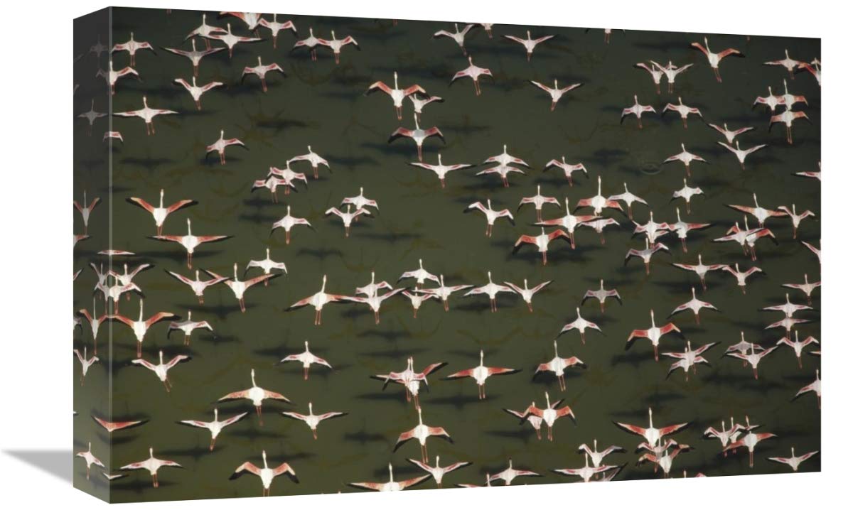 Aerial view of a mixed flock of Lesser Flamingo group Kenya, Africa-Canvas Art-18x12”