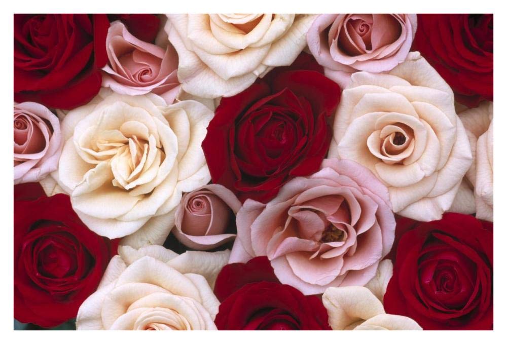 Rose flowers, close up of many different colored Roses, North America and Europe-Paper Art-38x26”