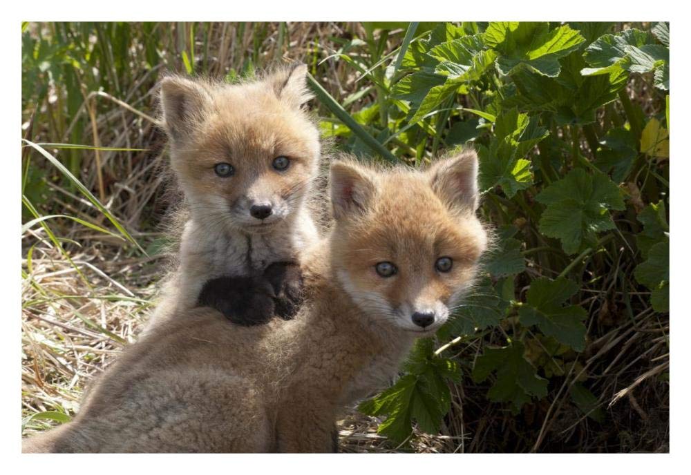 Red Fox kits playing, Katmai National Park, Alaska-Paper Art-32x22”
